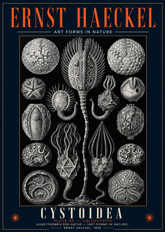 Ernst Haeckel Cystoidea - Callocystis No5 - Affiche