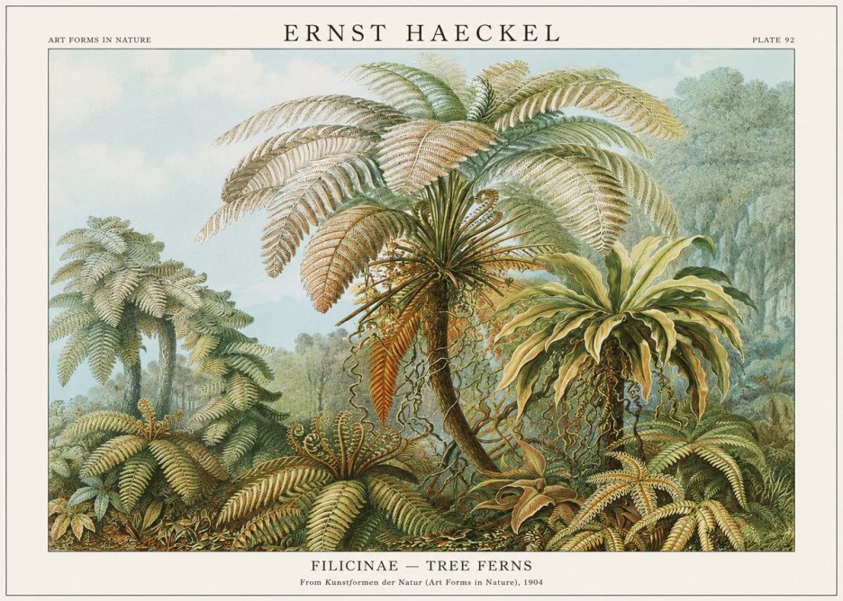 Ernst Haeckel Filicinae – Tree Ferns No1 - Affiche