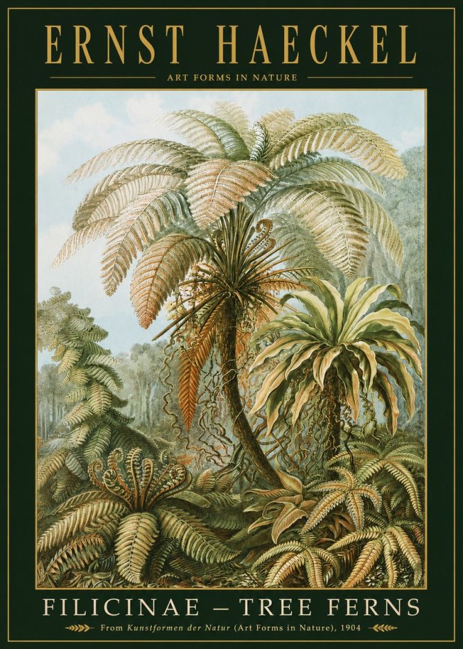 Ernst Haeckel Filicinae – Tree Ferns No2 - Affiche