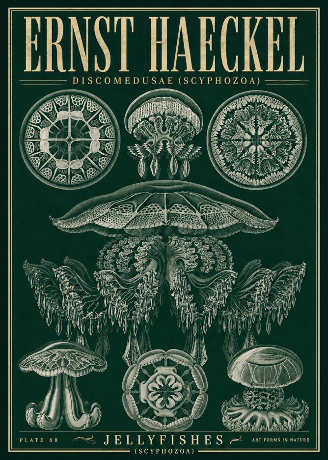 Ernst Haeckel Discomedusae (Scyphozoa) Plate 88 No5 - Affiche