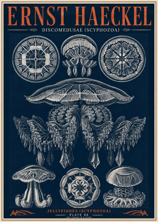 Ernst Haeckel Discomedusae (Scyphozoa) Plate 88 No6 - Affiche