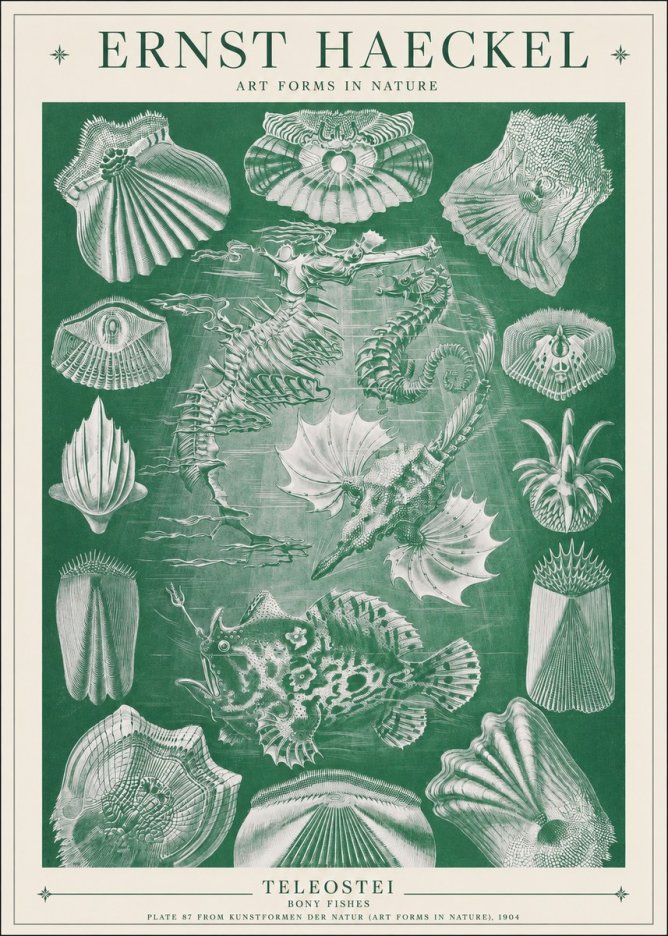 Ernst Haeckel Teleostei - Bony Fishes No1 - Affiche