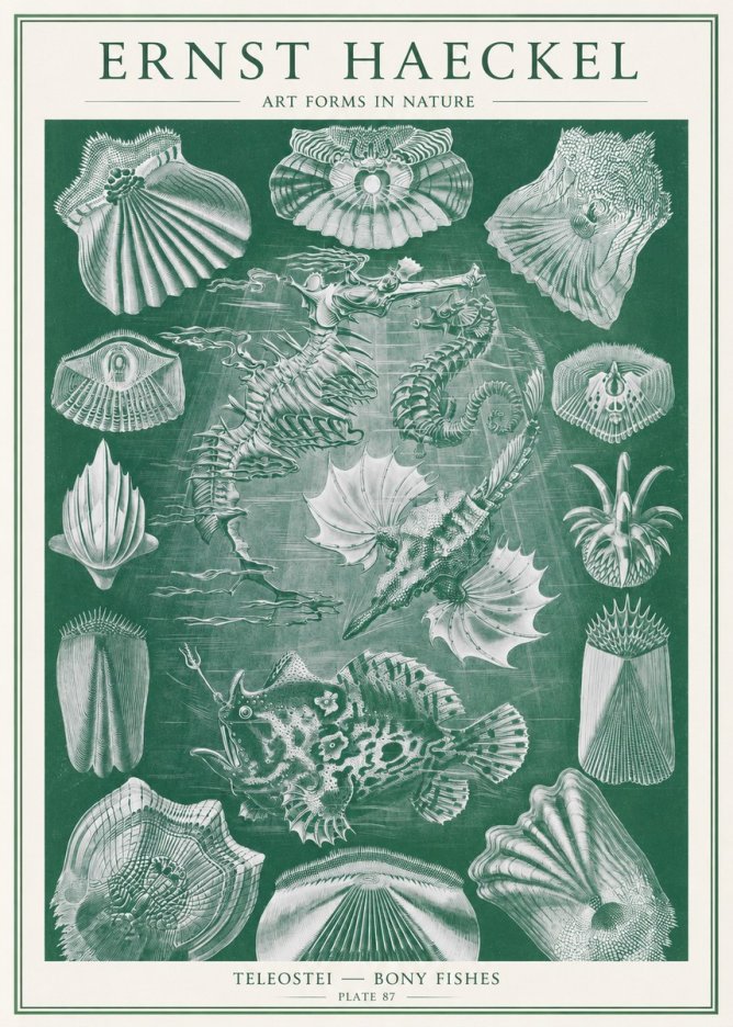 Ernst Haeckel Teleostei - Bony Fishes No2 - Affiche