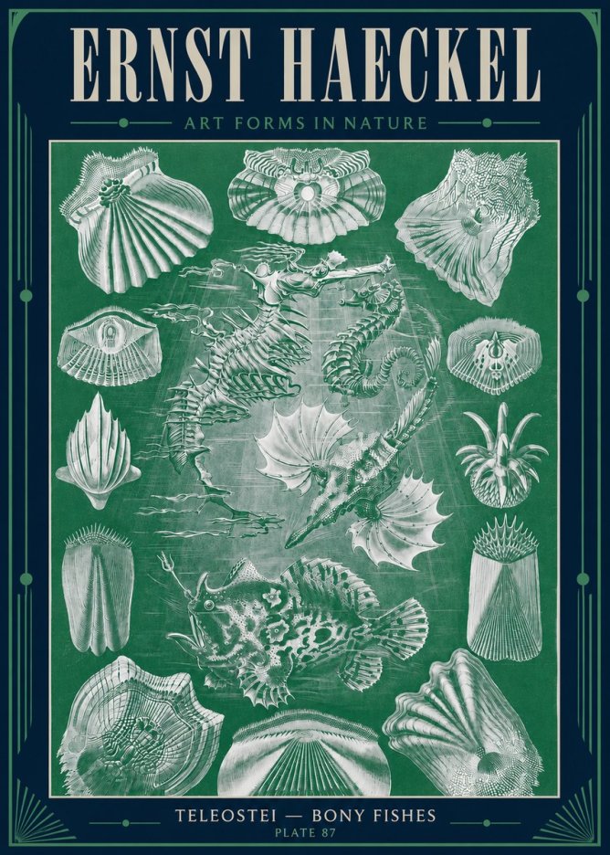 Ernst Haeckel Teleostei - Bony Fishes No4 - Affiche
