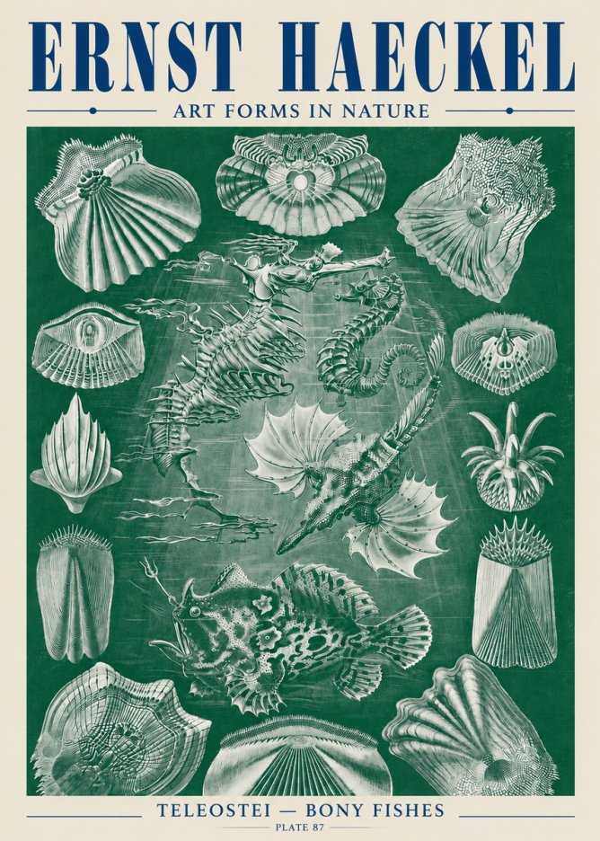 Ernst Haeckel Teleostei - Bony Fishes No5 - Affiche