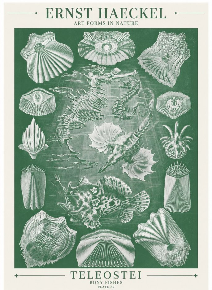 Ernst Haeckel Teleostei - Bony Fishes No6 - Affiche