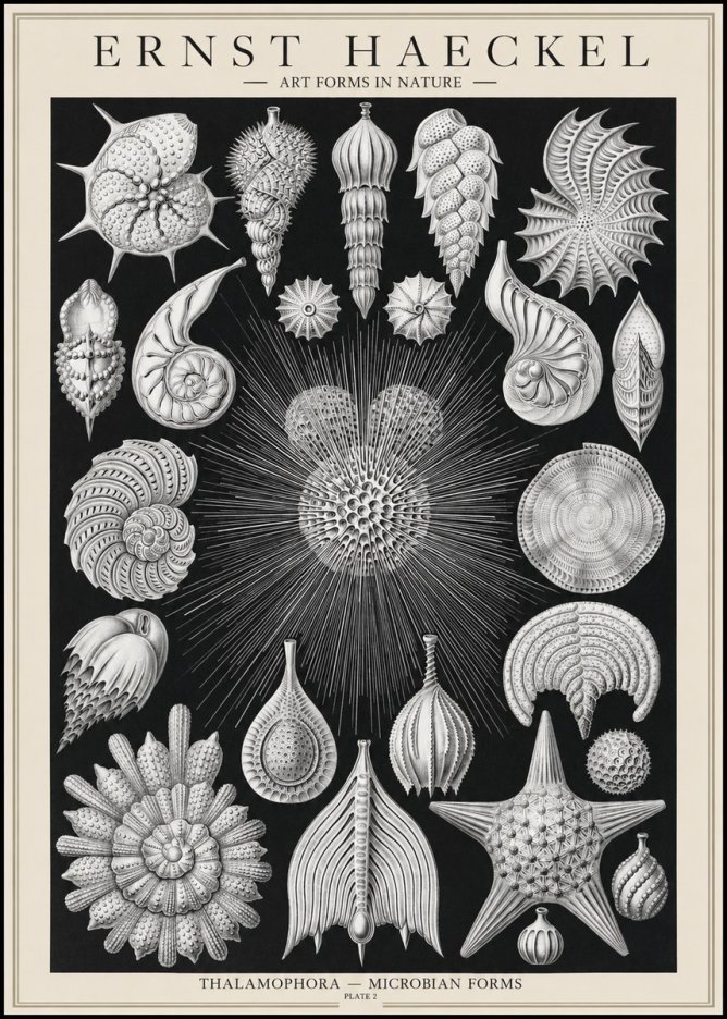 Ernst Haeckel Thalamophora - Microbian Forms - Plate 2 No1 - Affiche