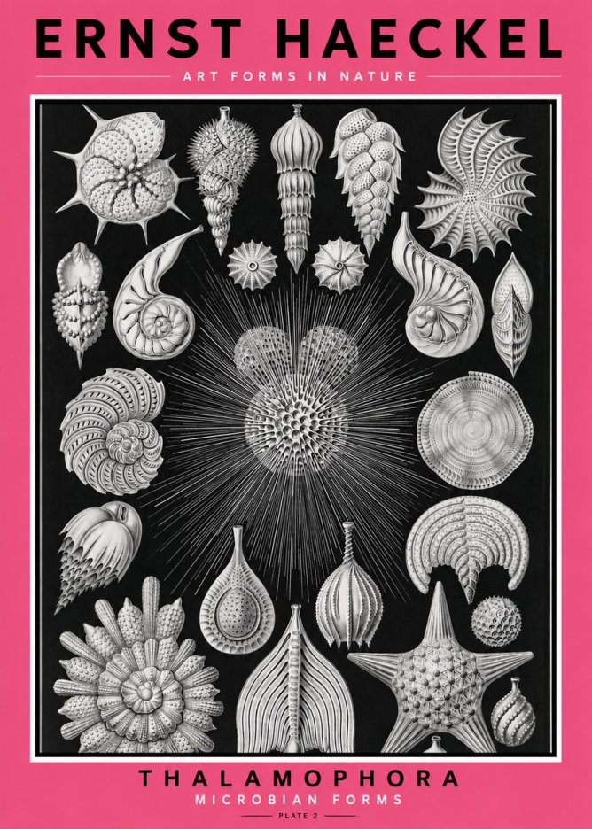 Ernst Haeckel Thalamophora - Microbian Forms - Plate 2 No2 - Affiche