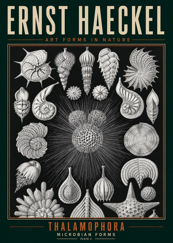 Ernst Haeckel Thalamophora - Microbian Forms - Plate 2 No3 - Affiche