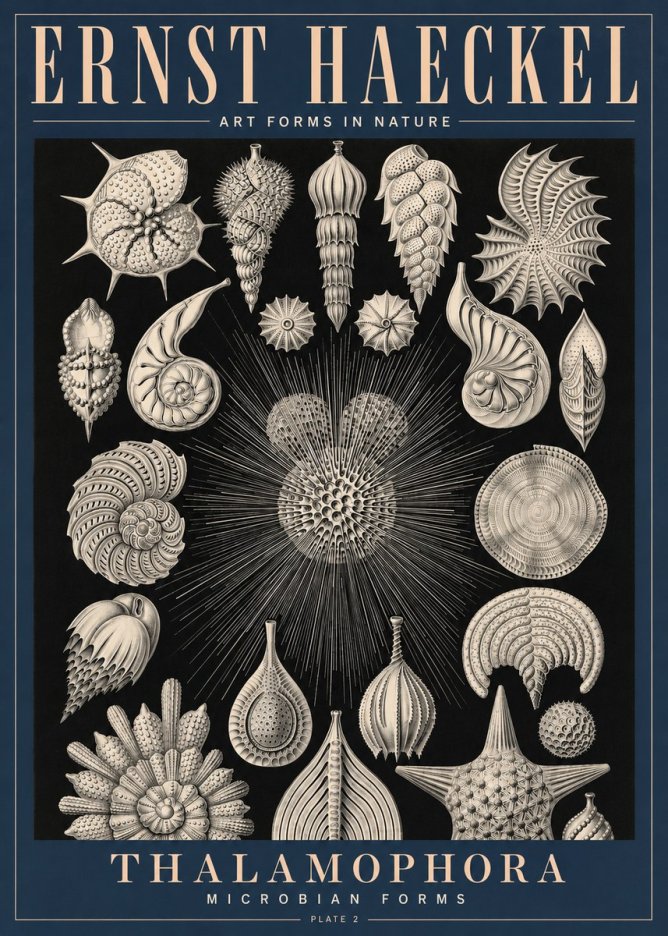 Ernst Haeckel Thalamophora - Microbian Forms - Plate 2 No4 - Affiche