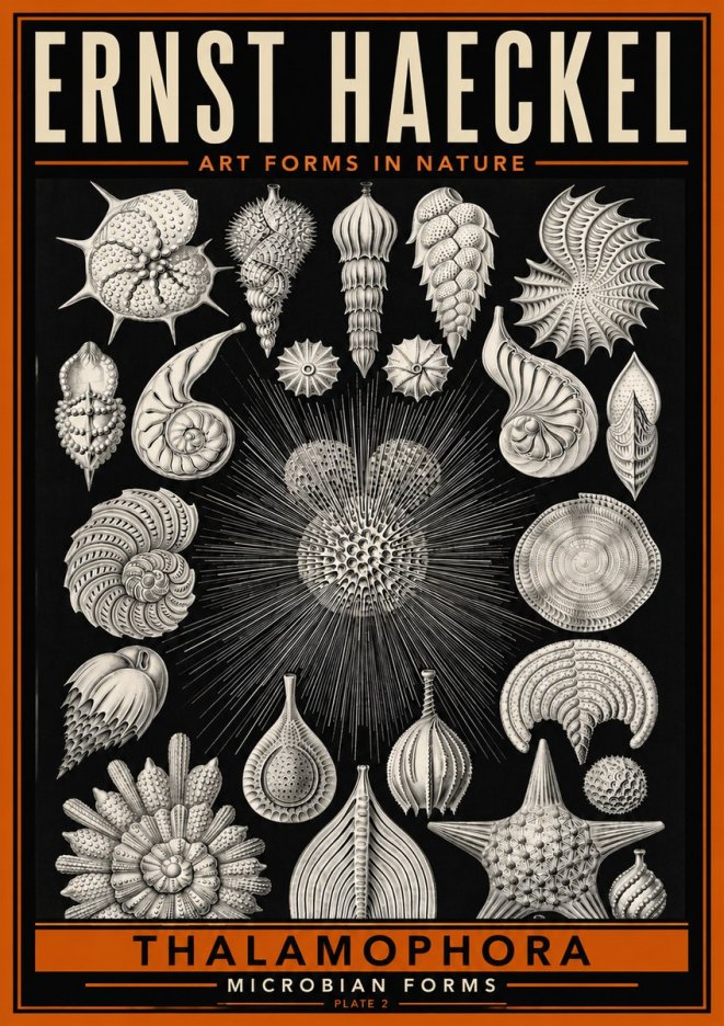 Ernst Haeckel Thalamophora - Microbian Forms - Plate 2 No6 - Affiche