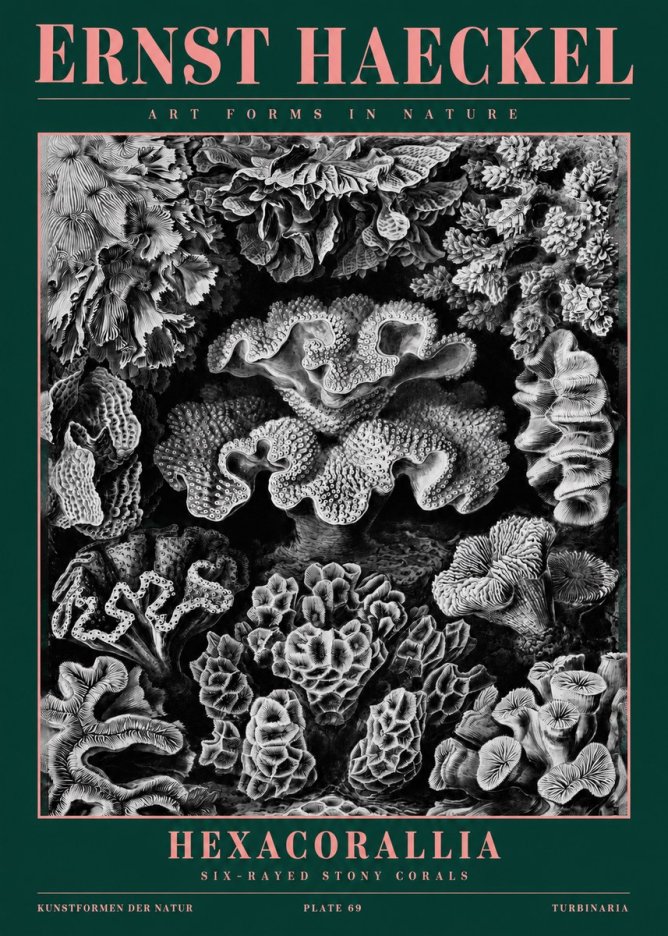 Ernst Haeckel Hexacorallia No2 - Affiche