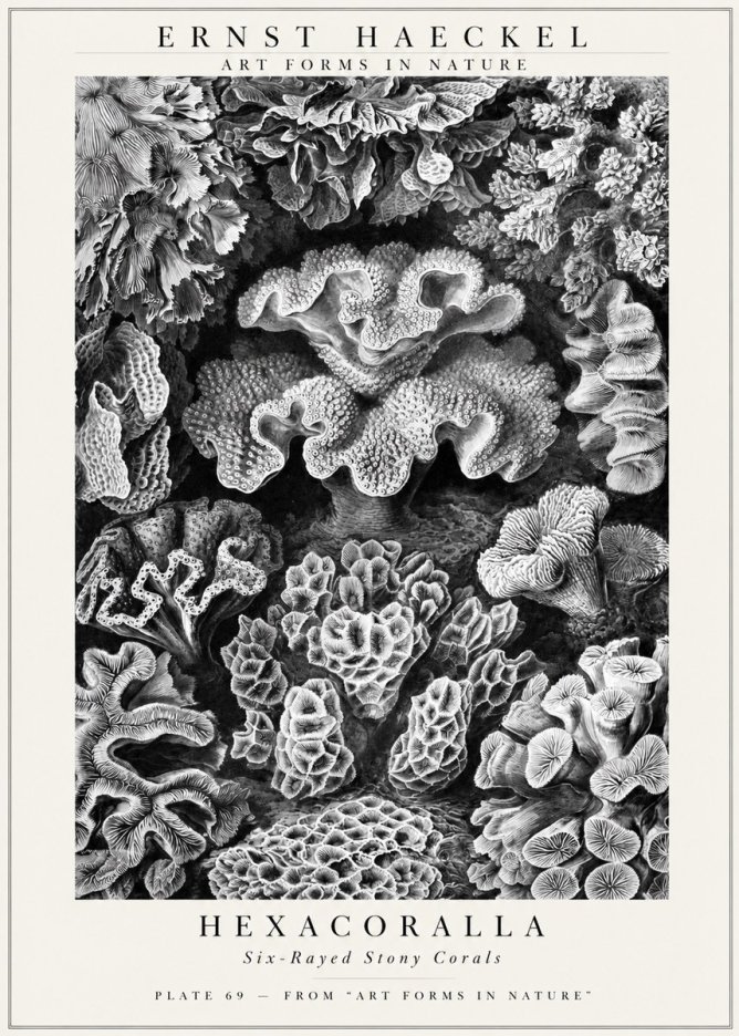 Ernst Haeckel Hexacorallia No3 - Affiche