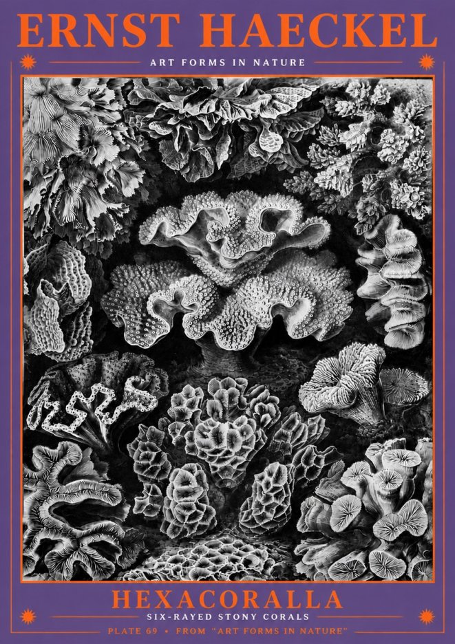 Ernst Haeckel Hexacorallia No6 - Affiche