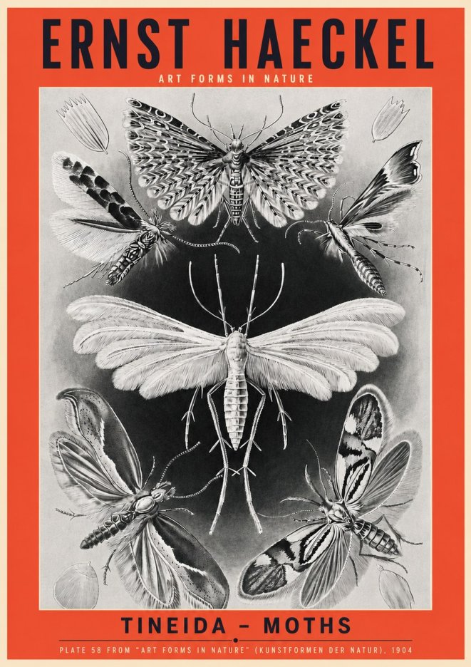 Ernst Haeckel Tineida - Moths No3 - Affiche
