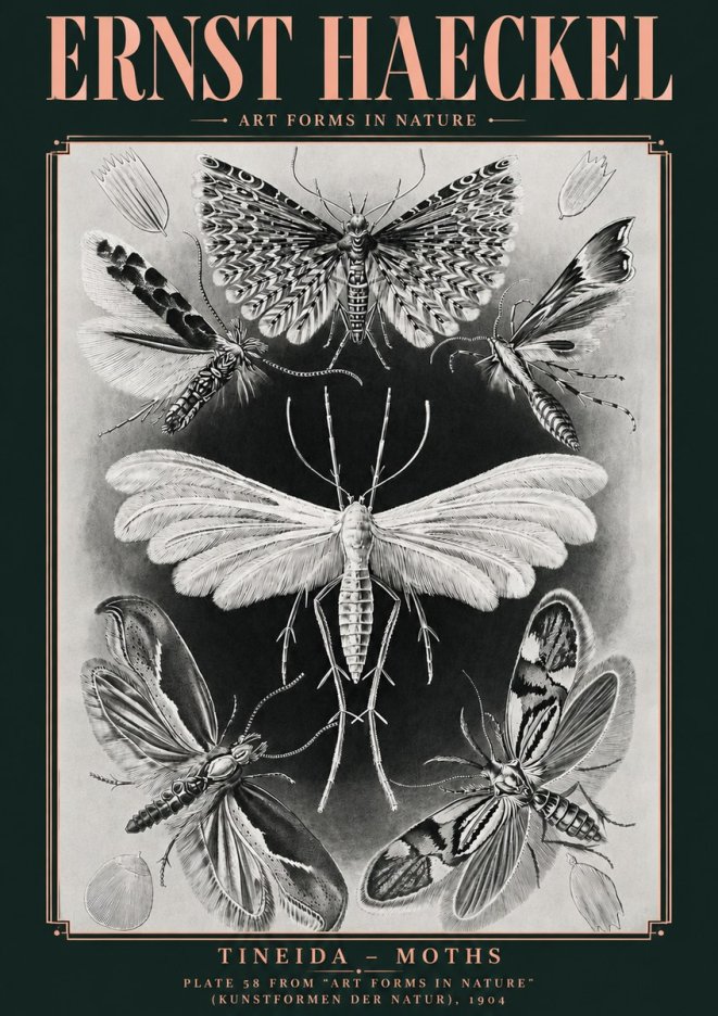 Ernst Haeckel Tineida - Moths No4 - Affiche