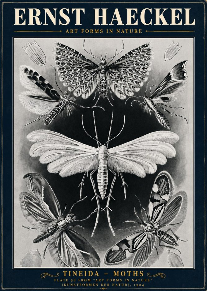 Ernst Haeckel Tineida - Moths No5 - Affiche
