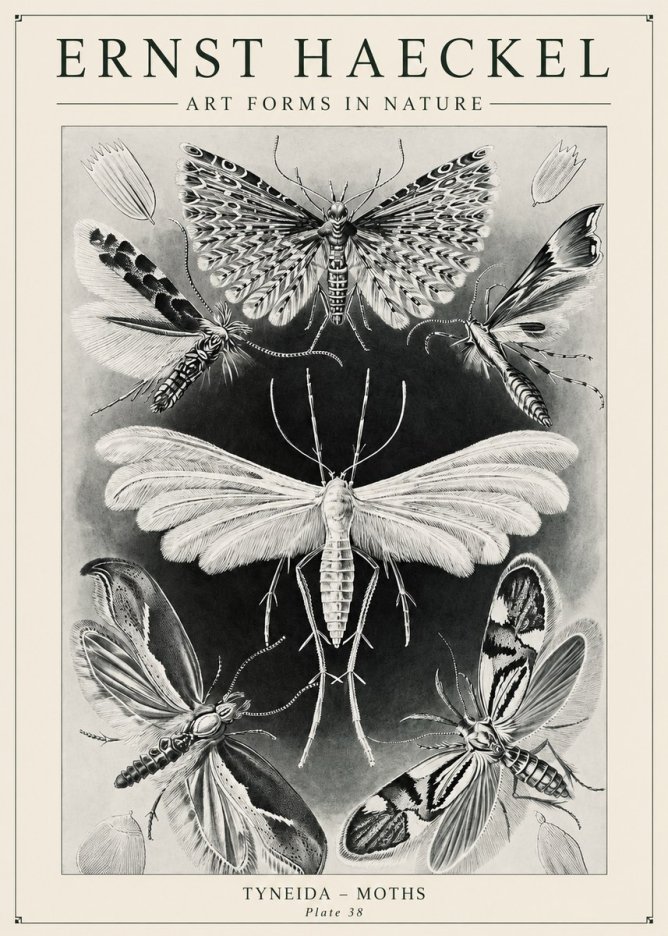 Ernst Haeckel Tineida - Moths No6 - Affiche