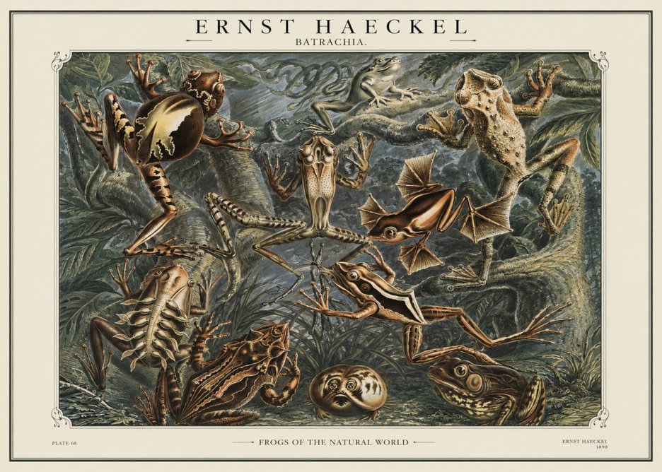 Ernst Haeckel Frogs of the Natural World No1 - Affiche