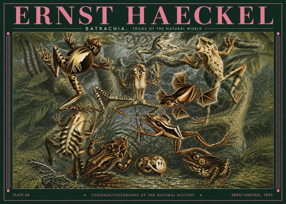 Ernst Haeckel Frogs of the Natural World No3 - Affiche