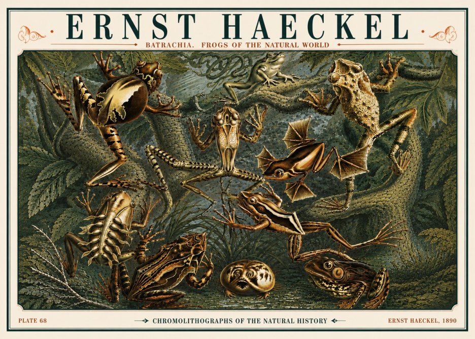 Ernst Haeckel Frogs of the Natural World No6 - Affiche