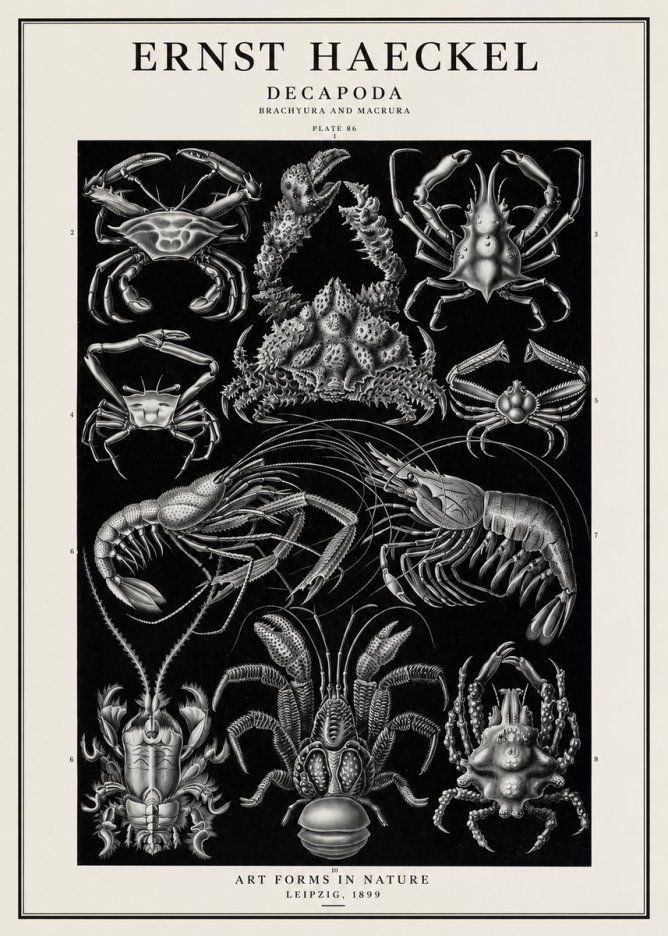 Ernst Haeckel Decapoda Brachyura and Macrura Plate 86 No1 - Affiche