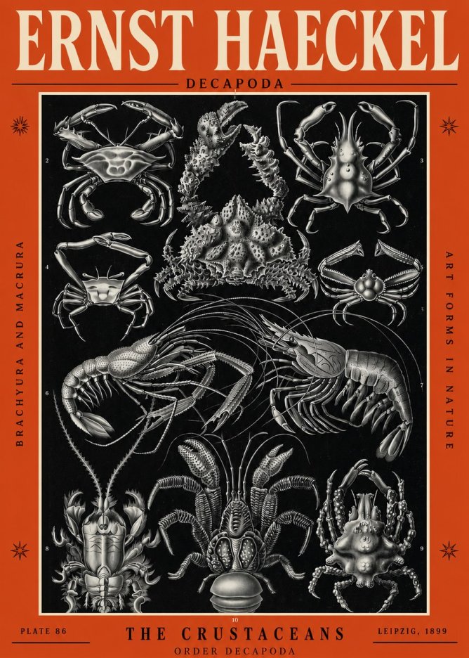 Ernst Haeckel Decapoda Brachyura and Macrura Plate 86 No2 - Affiche