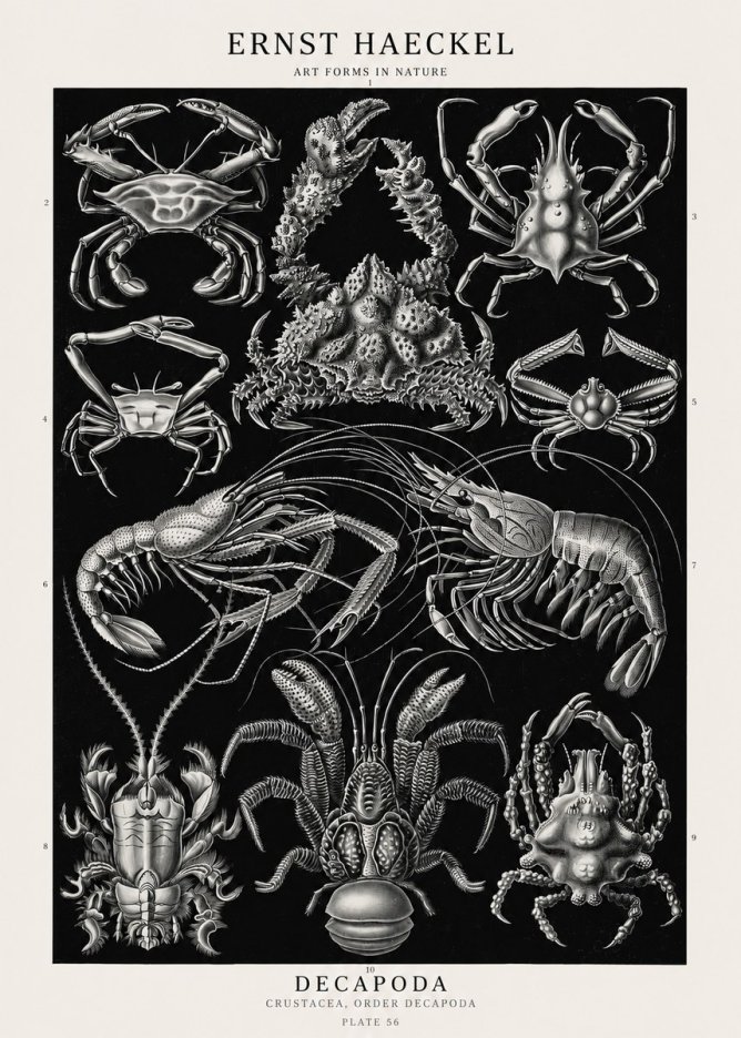 Ernst Haeckel Decapoda Brachyura and Macrura Plate 86 No3 - Affiche