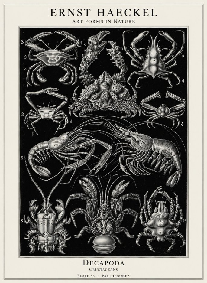 Ernst Haeckel Decapoda Brachyura and Macrura Plate 86 No5 - Affiche