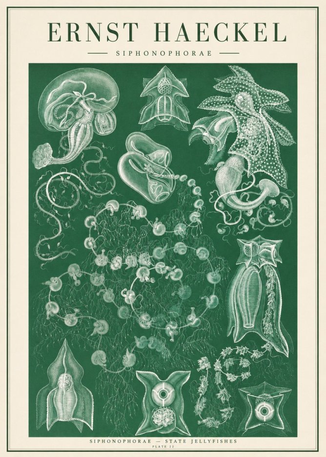 Ernst Haeckel Siphonophorae. — Statequallen. Plate 17 No2 - Affiche