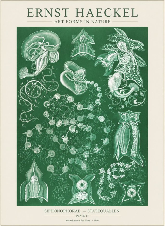 Ernst Haeckel Siphonophorae. — Statequallen. Plate 17 No3 - Affiche