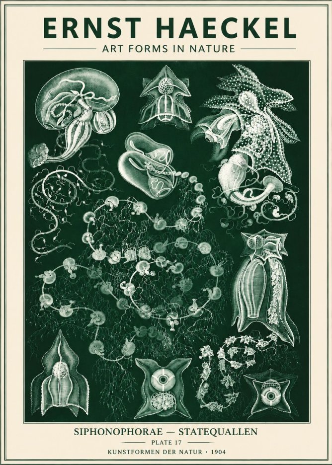 Ernst Haeckel Siphonophorae. — Statequallen. Plate 17 No6 - Affiche