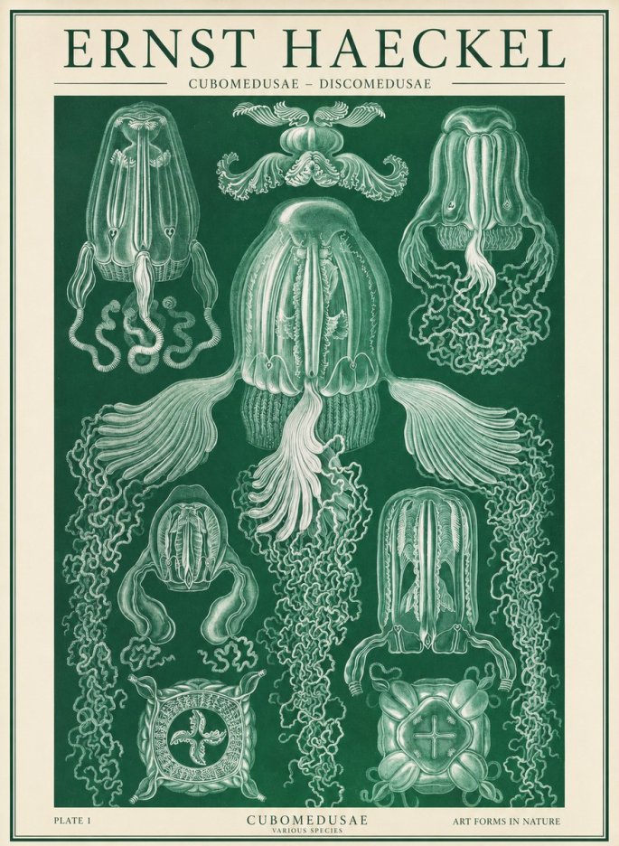 Ernst Haeckel Cubomedusae No2 - Affiche