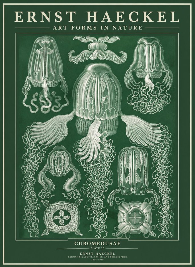 Ernst Haeckel Cubomedusae No3 - Affiche