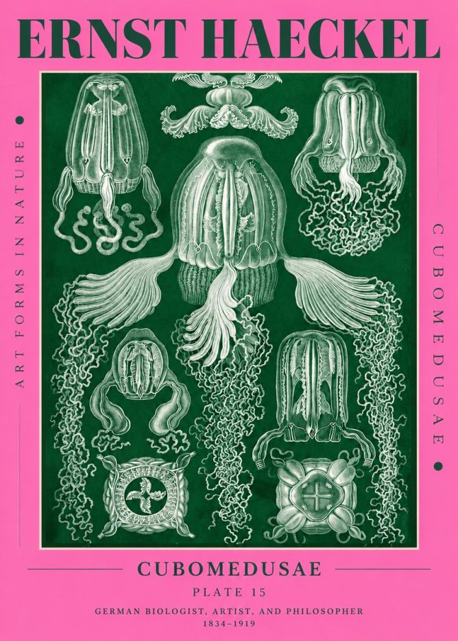 Ernst Haeckel Cubomedusae No4 - Affiche