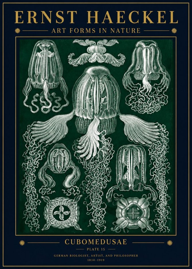 Ernst Haeckel Cubomedusae No5 - Affiche