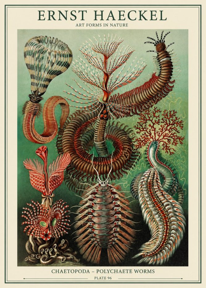 Ernst Haeckel Chaetopoda – Polychaete Worms No1 - Affiche