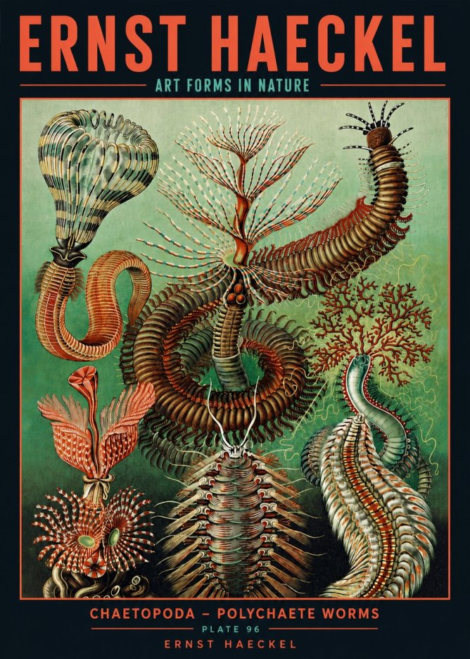 Ernst Haeckel Chaetopoda – Polychaete Worms No5 - Affiche