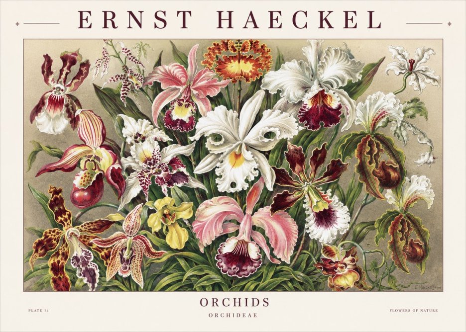 Ernst Haeckel Orchids No1 - Affiche