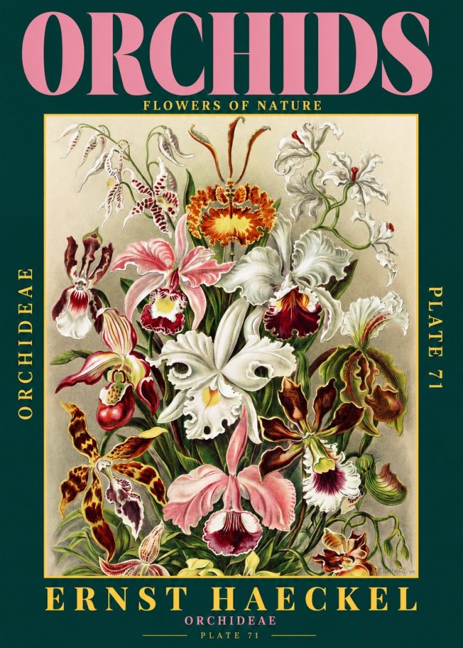 Ernst Haeckel Orchids No2 - Affiche