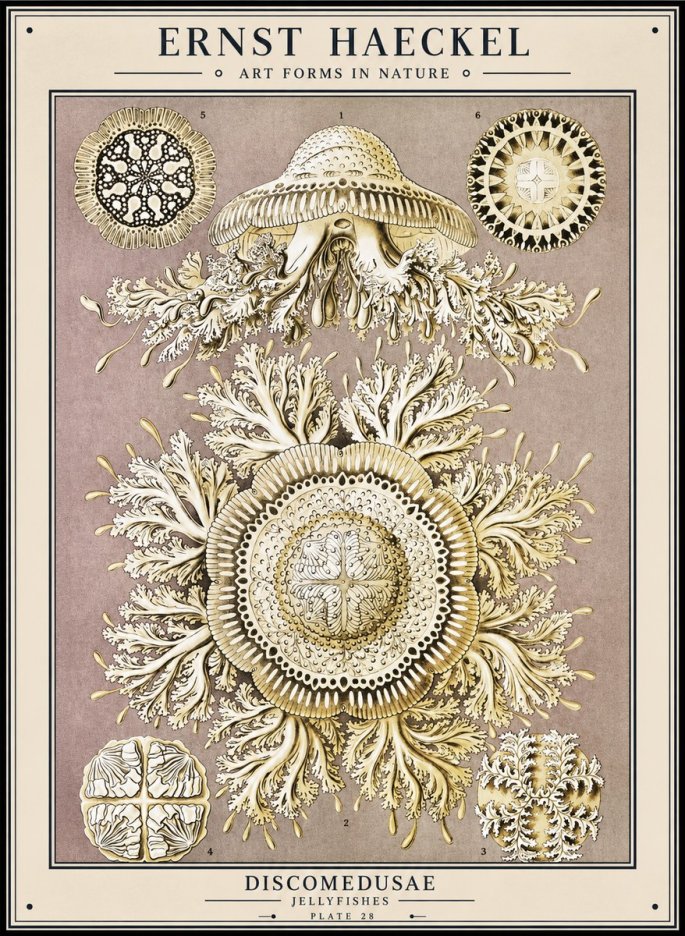 Ernst Haeckel Discomedusae No1 - Affiche