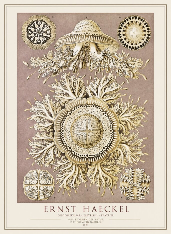 Ernst Haeckel Discomedusae No4 - Affiche