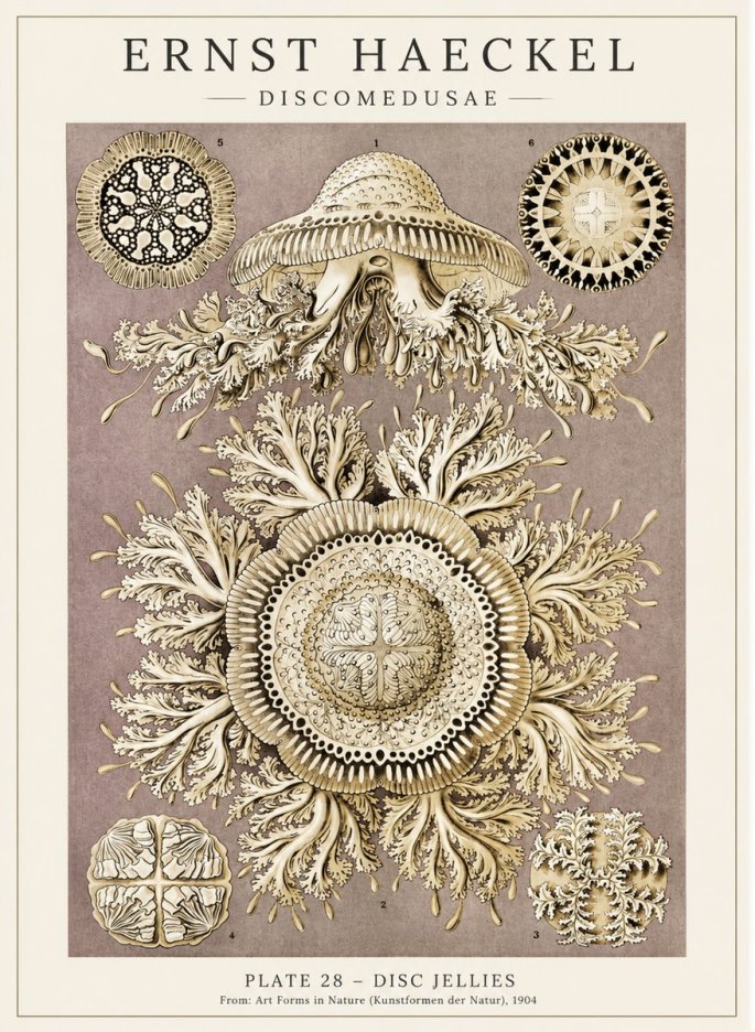 Ernst Haeckel Discomedusae No5 - Affiche