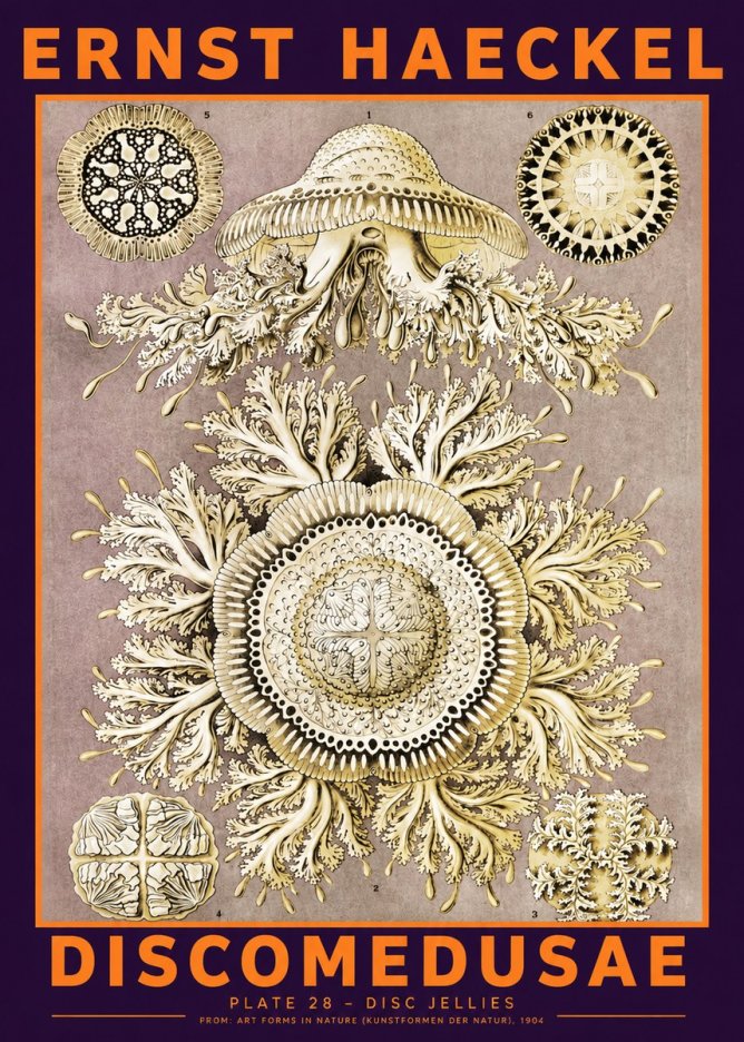 Ernst Haeckel Discomedusae No6 - Affiche