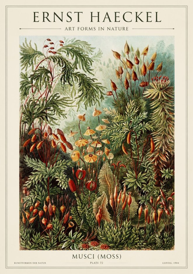 Ernst Haeckel Musci (Moss) No1 - Affiche