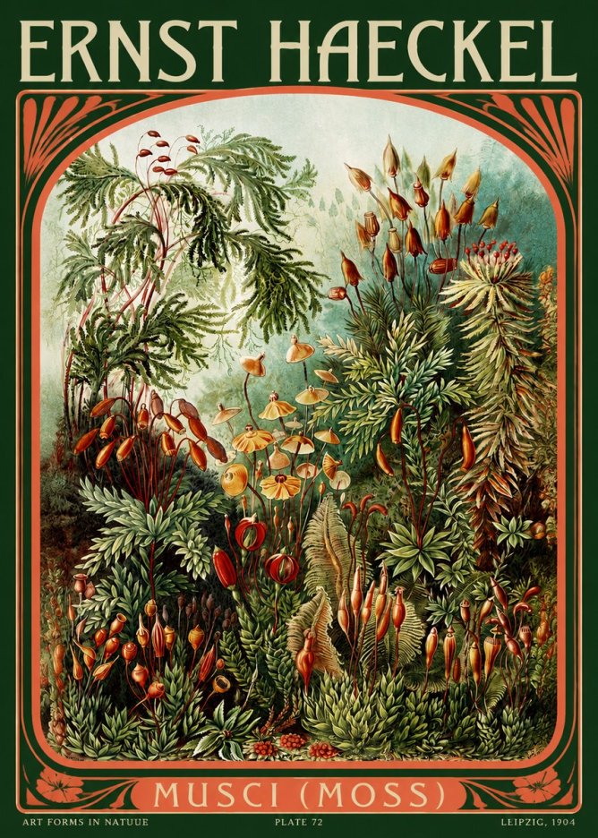 Ernst Haeckel Musci (Moss) No2 - Affiche