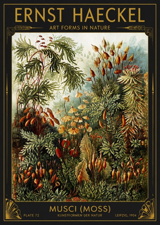 Ernst Haeckel Musci (Moss) No4 - Affiche