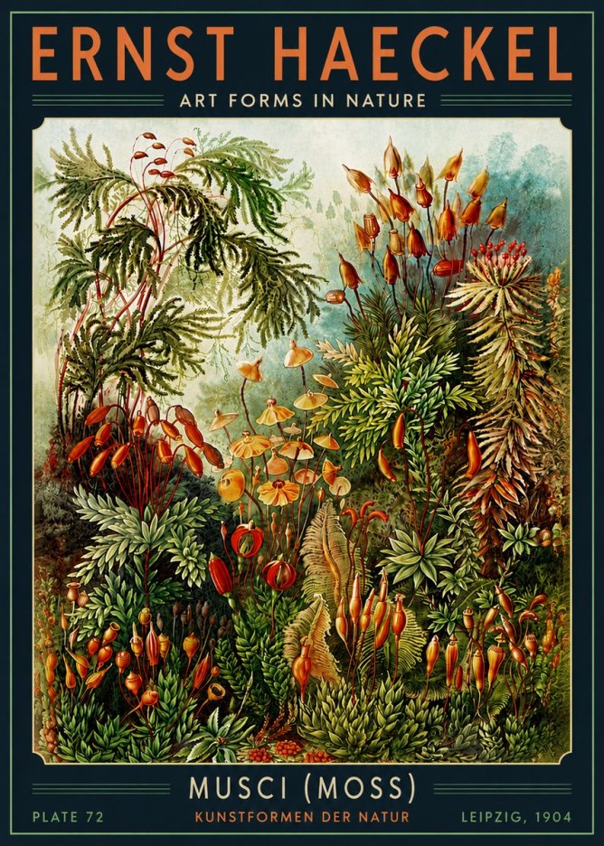 Ernst Haeckel Musci (Moss) No5 - Affiche