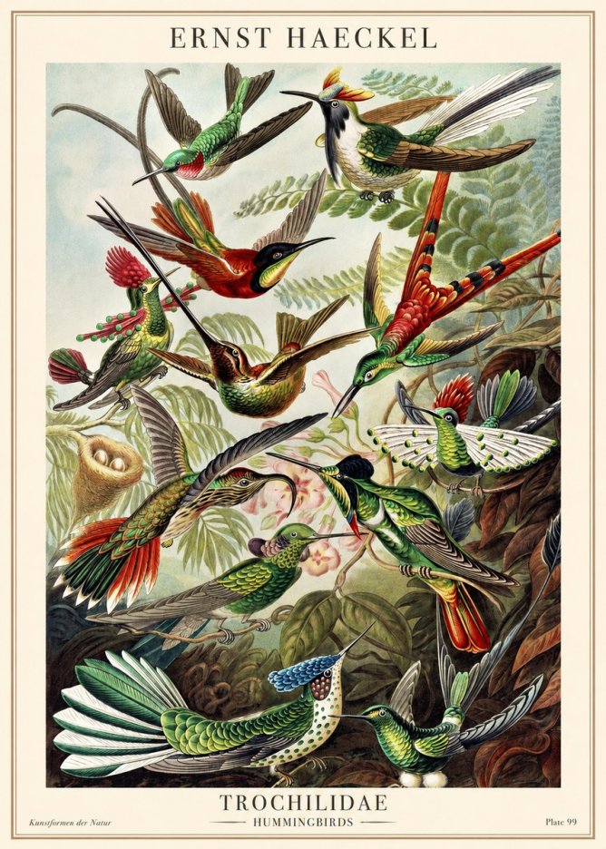 Ernst Haeckel Trochilidae - Hummingbirds No1 - Affiche