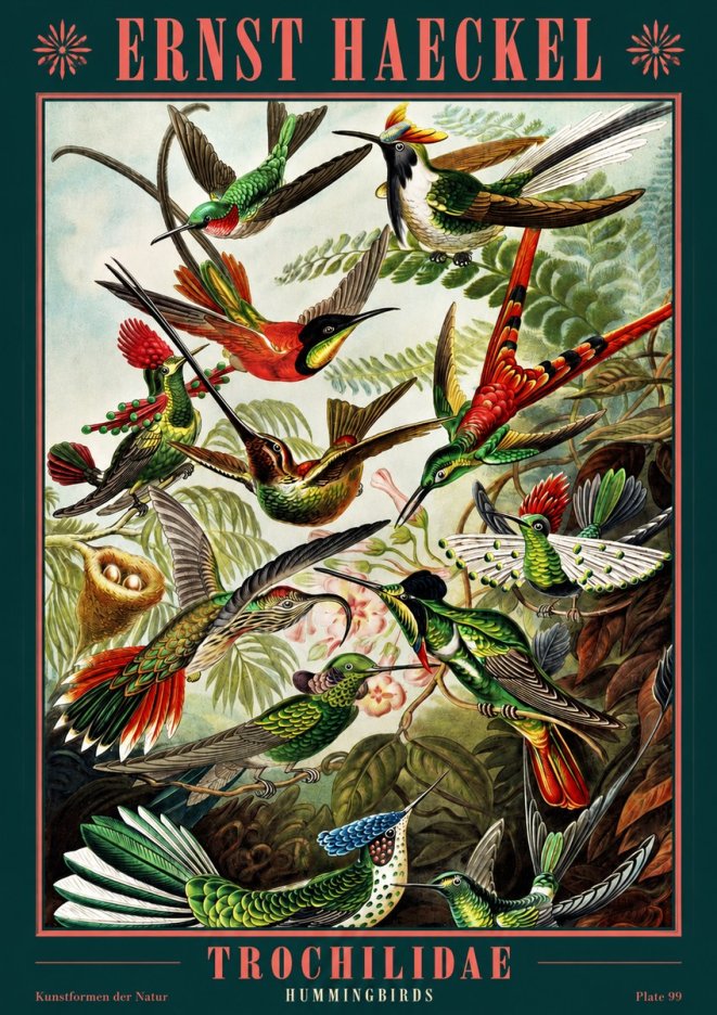 Ernst Haeckel Trochilidae - Hummingbirds No2 - Affiche